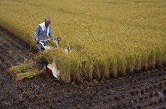 JAPAN, Honshu, Densho en, Farm worker harvesting rice field with hand held machine