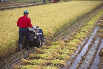 JAPAN, Honshu, Densho en, Farm worker harvesting rice field with hand pushed motorised harvester