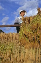 JAPAN, Honshu, Densho en, Female farm worker hanging bales of rice on to drying racks