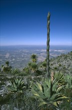 MEXICO, San Luis Potosi, Sierra de Catorce, Desert Agave.