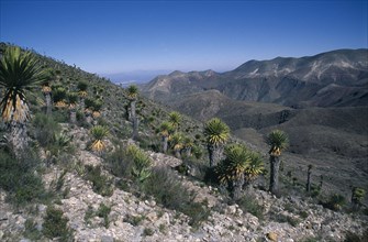 MEXICO, San Luis Potosi, Real de Catorce, Plants in desert landscape.