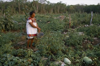 MEXICO, Yucatan, Peninsula, Indian woman working on her smallholding watering vegetables.