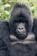 RWANDA, Animals, Gorilla, Portrait of mountain gorilla.