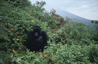 RWANDA, Animals, Gorilla, Single mountain gorilla.