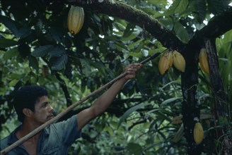 BRAZIL, Farming, Man harvesting cocoa pods.
