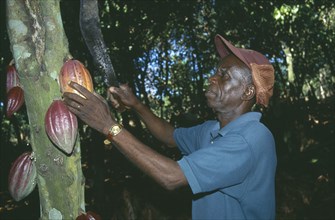 GHANA, West, Farming, Man harvesting cocoa pods.