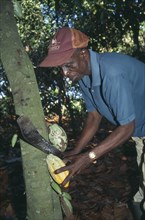GHANA, West, Farming, Man harvesting cocoa using machete to cut pods from tree.