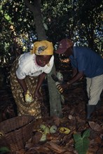 GHANA, West, Farming, Cocoa farmer and his wife harvesting cocoa pods.
