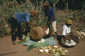 GHANA, West, Farming, Harvested cocoa beans extracted from their pods and wrapped in banna leaves