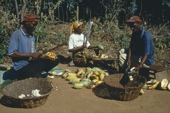 GHANA, West, Farming, Harvested cocoa beans extracted from their pods and wrapped in banna leaves