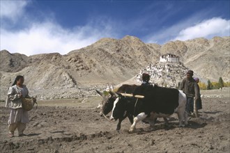 INDIA, Ladakh, "Ploughing with pair of dzo, a hybrid of a yak and a domesticated cow during potato