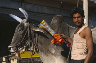 INDIA, Rajasthan, Jodhpur, Young man standing beside cow with brightly painted horns and yoke.