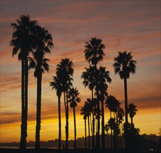 USA, California, Los Angeles, Tall palm tress with sunset behind
