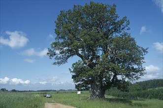 ESTONIA, Landscape, Sacred oak tree of Estonia considered a national symbol.