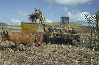 WEST INDIES, Dominican Republic, Harvesting sugar cane with mechanical harvester loading trailer