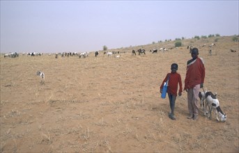 BURKINA FASO, Sahel, Shepherd boys with flock grazing on sparse vegetation.