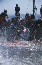 ITALY, Egadi Islands, "The Mattanza ritual method of netting and killing tuna fish in late Spring.