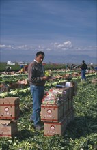 SPAIN, Farming, Man checking quality of celery harvest.