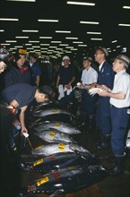 JAPAN, Honshu, Tokyo, Tsukiji Market.  Tuna fish for sale and buyers.