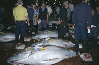 JAPAN, Honshu, Tokyo, Tsukiji Market.  Tuna fish for sale.