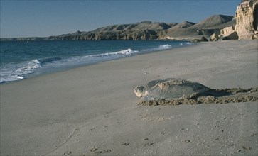 OMAN, Al Junayz, Green Turtle returning to sea after laying her eggs on beach at night.