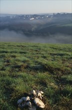 ENGLAND, Cornwall, Field mushrooms in dawn mist with dew on grass.