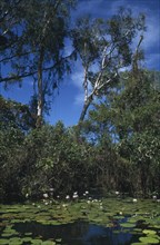 AUSTRALIA, Northern Territory, Arnhem Land, Wetlands area with waterlillies in foreground.
