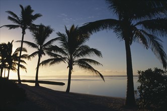 PACIFIC ISLANDS, Polynesia, Cook Islands, Rarotonga.  Palm trees silhouetted against pale dawn sky.