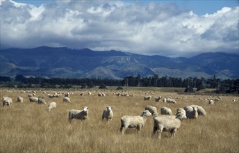 NEW ZEALAND, North Island, Farming, Landscape and grazing sheep.