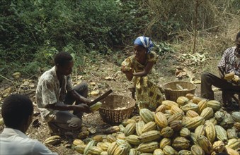 GHANA, Farming, Man and women removing the husks of cocoa pods.