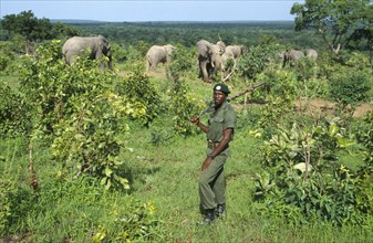 GHANA, North, Mole National Park, Armed wildlife guard with Savannah Elephants.