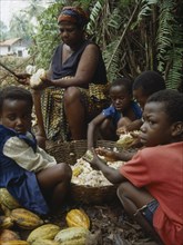 GHANA, Farming, Mother and children husking cocoa pods