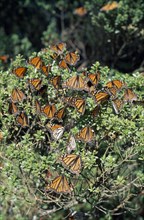 MEXICO, Michoacan State, El Rosario Sanctuary, Mass of Monarch butterflies settled on bush