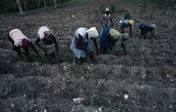 WEST INDIES, Haiti, People, Agricultural workers.