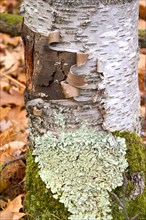 USA, Wisconsin , Cumberland, Peeling bark and green moss on a white birch tree.