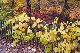 USA, Minnesota, St Paul, Autumn vines growing along wrought iron fence above the Shadow Falls area.