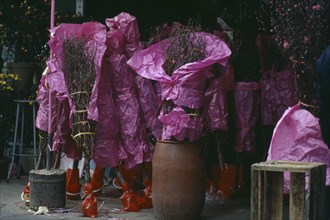 HONG KONG, Festivals, Blossom trees wrapped in pink paper for sale for Chinese New Year