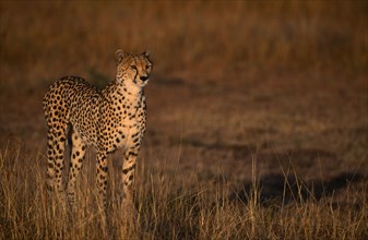 KENYA, Masai Mara, Single cheetah standing on grassland plains.