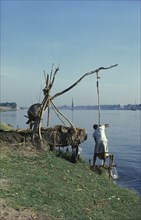 EGYPT, Shadoof, Man using simple irrigation system on the bank of the River Nile