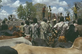 TANZANIA, Dodoma, Cattle market.