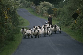 IRELAND, County Mayo, Farming, Small flock of black faced sheep and lambs being herded along