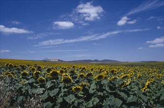 SPAIN, Andalucia, Sunflower fields near Antequera.