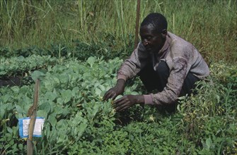 TANZANIA, West, Great Lakes Project, Refugee with cabbage seedlings in Self Reliance Project