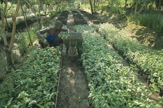 TANZANIA, West, Ngara, Reforestation project.  Refugee working in a plant nursery.