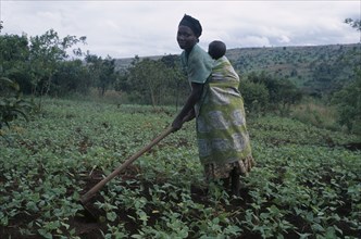 TANZANIA, West, Great Lakes Region, Woman refugee working in a cassava field carrying her baby on