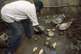TANZANIA, West, Great Lakes Region, Self Reliance Project.  Refugee feeding ducks and ducklings.