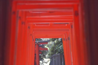 JAPAN, Honshu, Tokyo, Nezu. The vermillion torii entrance gates at the Inari shrine of Nezu-Jinja