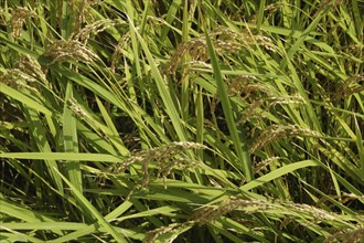 JAPAN, Chiba, Tako, Close up of Koshi Hikari rice in field ready to be harvested