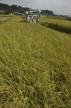 JAPAN, Chiba, Tako, Koshi Hikari rice being harvested with rice combine at work and the village in