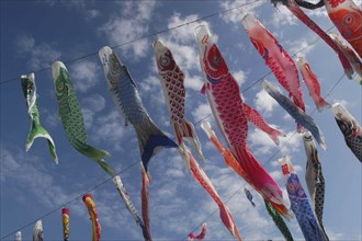 JAPAN, Chiba, Tako, "Koinobori, Carp Flags, traditional good luck symbol, at Tako #3 Elementary